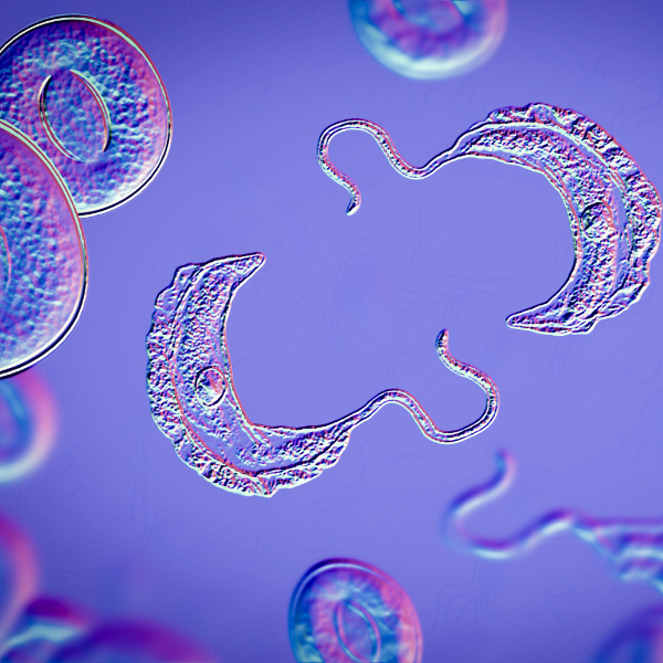 Trypanosoma brucei in blood, a parasite which is transmitted by tse-tse fly and causes African sleeping sickness, 3D illustration