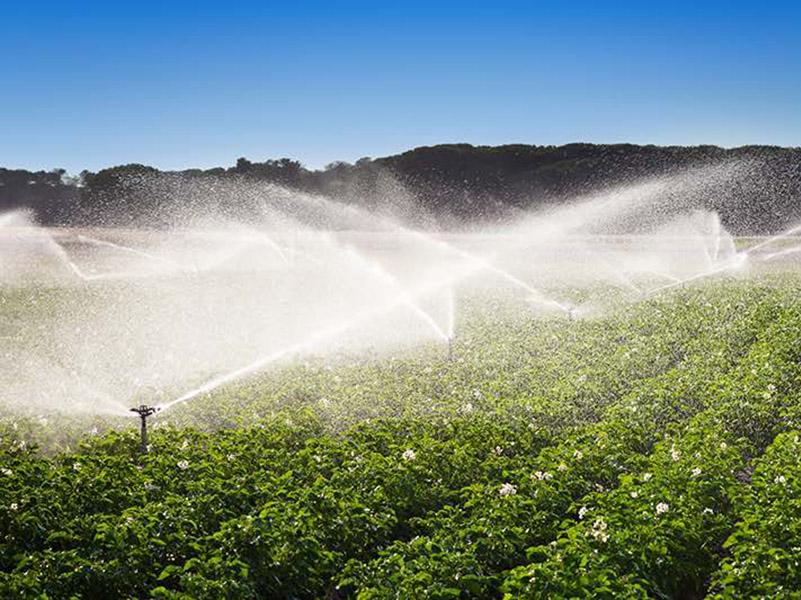 Vegetable crops being watered with industrial watering system