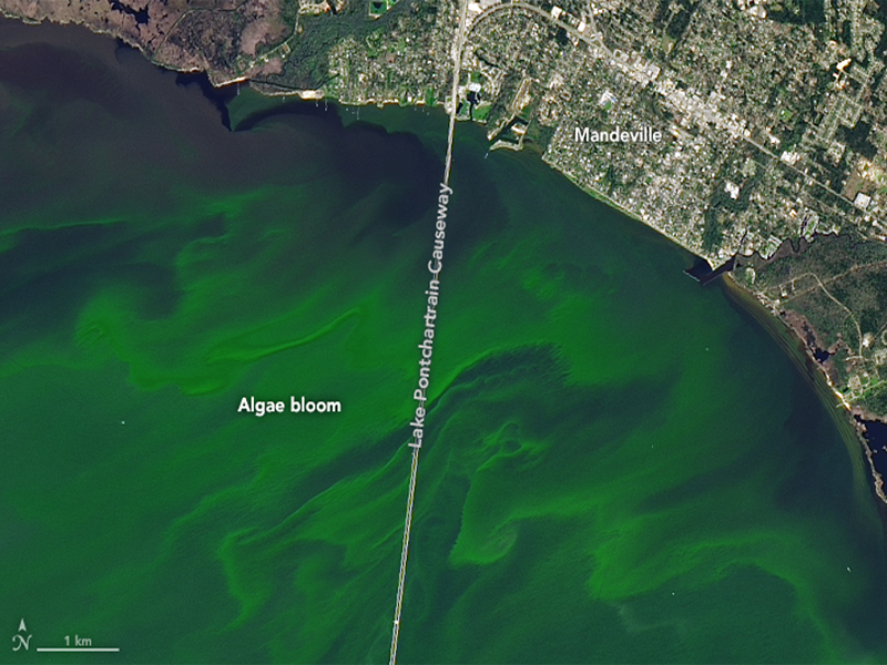 photo of an Algae Bloom in Lake Pontchartrain