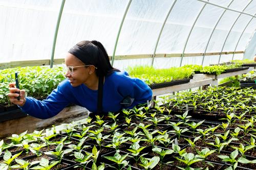 MSPH Nutrition student taking photo of veggies growing in a green house