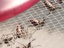 Aedes aegypti females in the lab during feeding of a blood meal. Photo is by Patricia Y Scaraffia. 